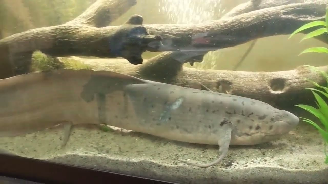 My West African Lung Fish, Crash.