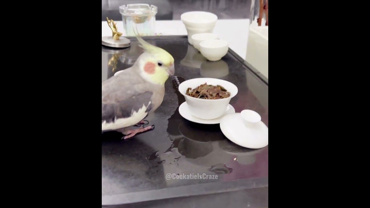 Adorable Cockatiels Cute Compilation 😍