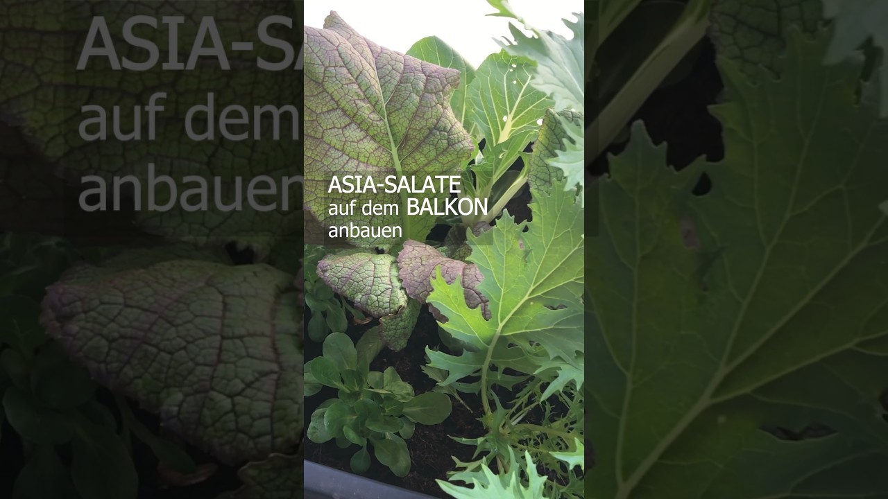 Asia-Salate Balkon 🌱 #shorts #asiasalat