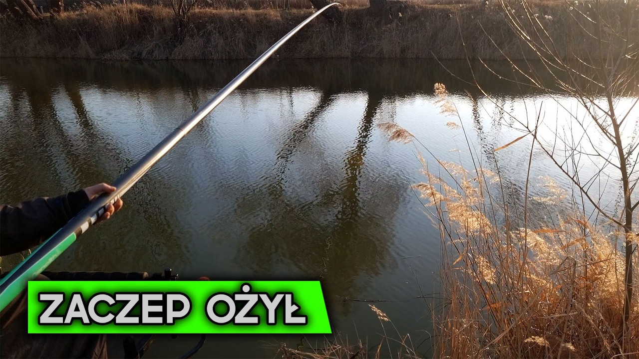(36) ZACZEP OŻYŁ! ŁOWIĘ KARASIE NA ZESTAW SKRÓCONY.