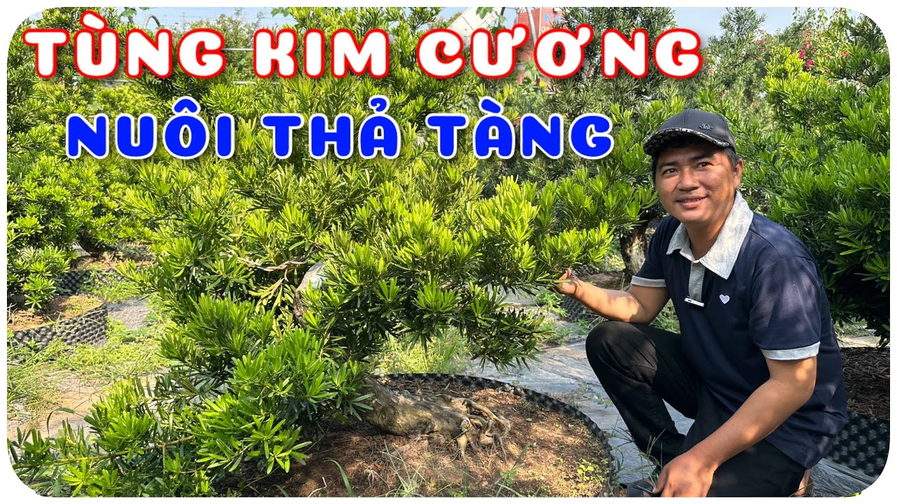 Cây Tùng kim cương nuôi thả tàng | 0386569374 - Ngọc Ngân Bến Tre | Chuyên cây độc lạ