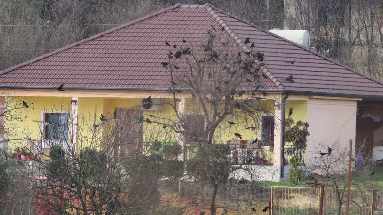 Homestead Albania - Persimmon tree is always a crowd pleaser #birds