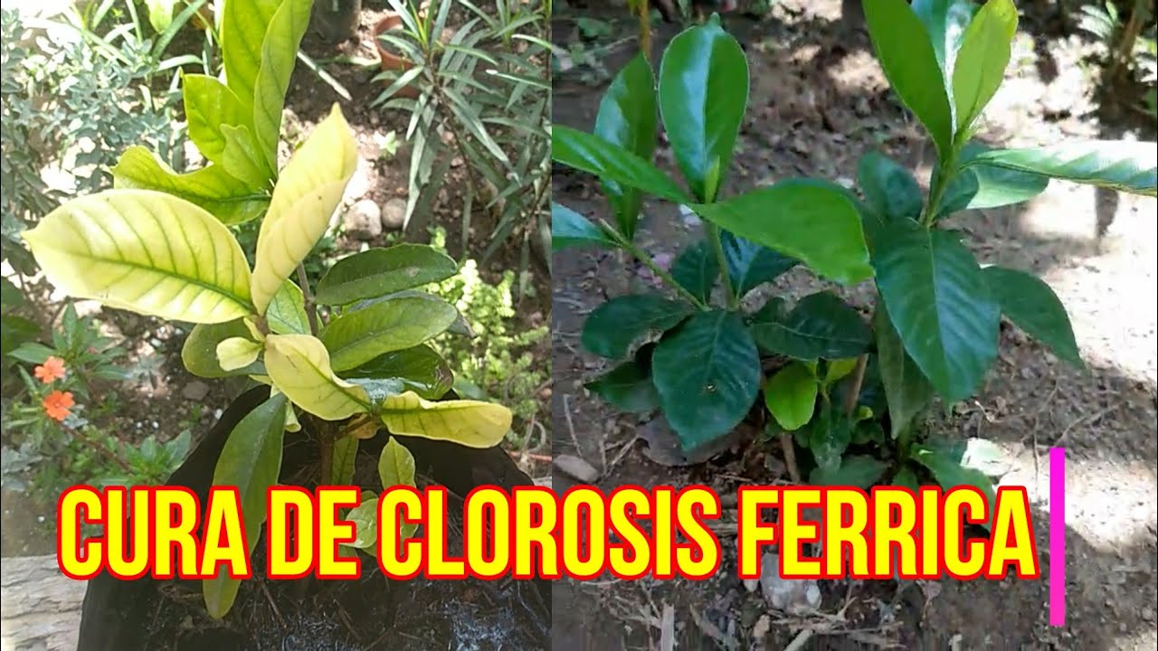 COMO CURAR CLOROSIS FERRICA, RECUPERAR GARDENIA CON HOJAS AMARILLAS