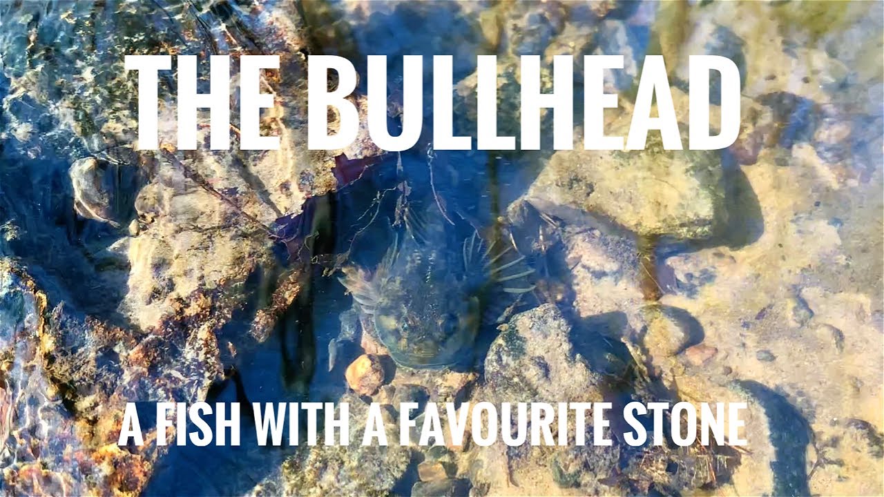 The Bullhead: a Fish With a Favourite Stone