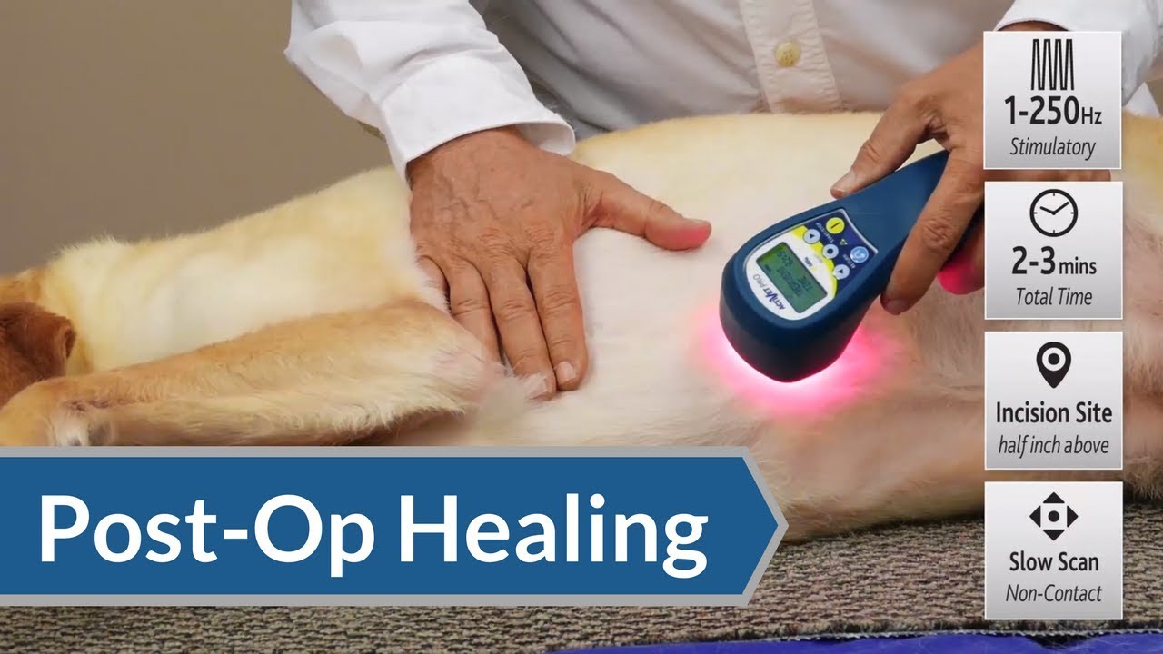 Laser Therapy Protocol: Post-Op Incision Healing | ACTIVet PRO, My Pet Laser