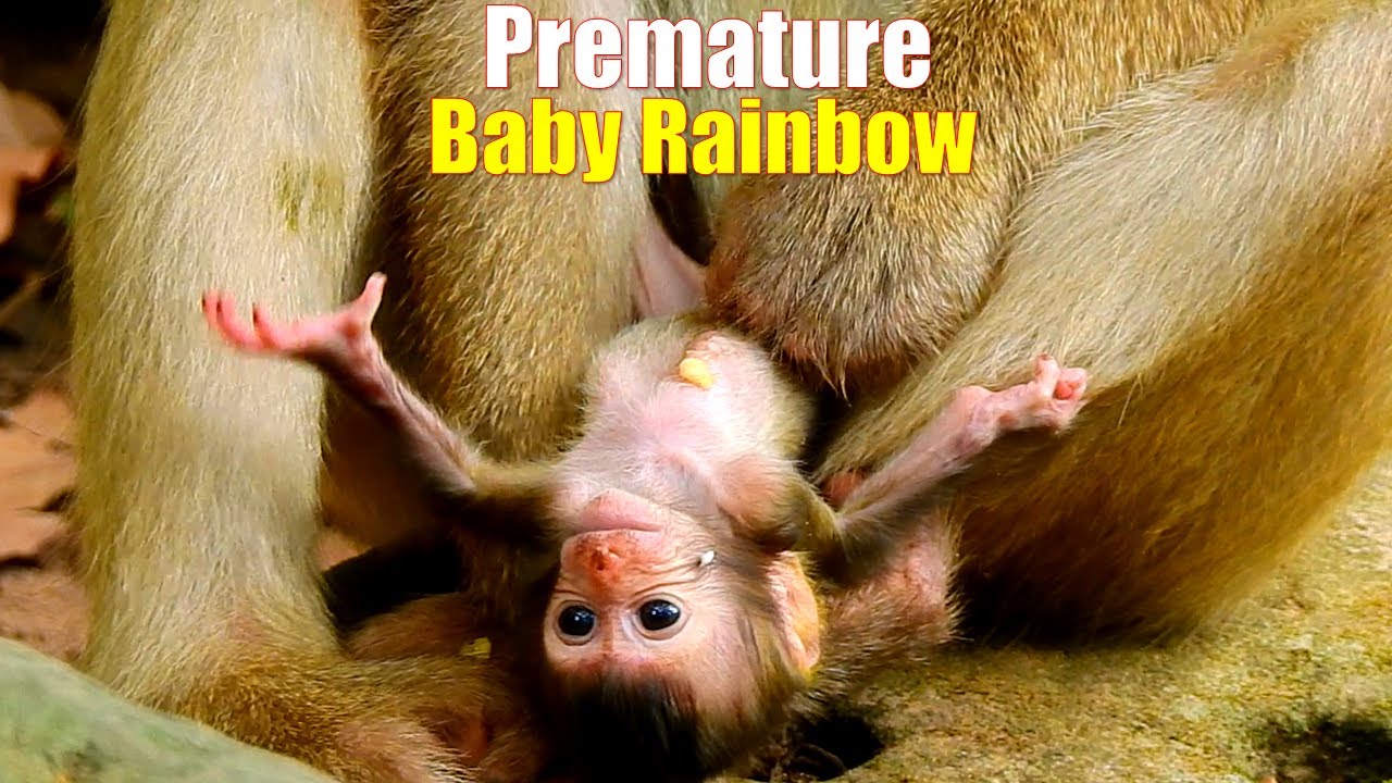 Premature newborn monkey, Rainbow look so tiny and weak, Fresh Newborn Monkey 1495