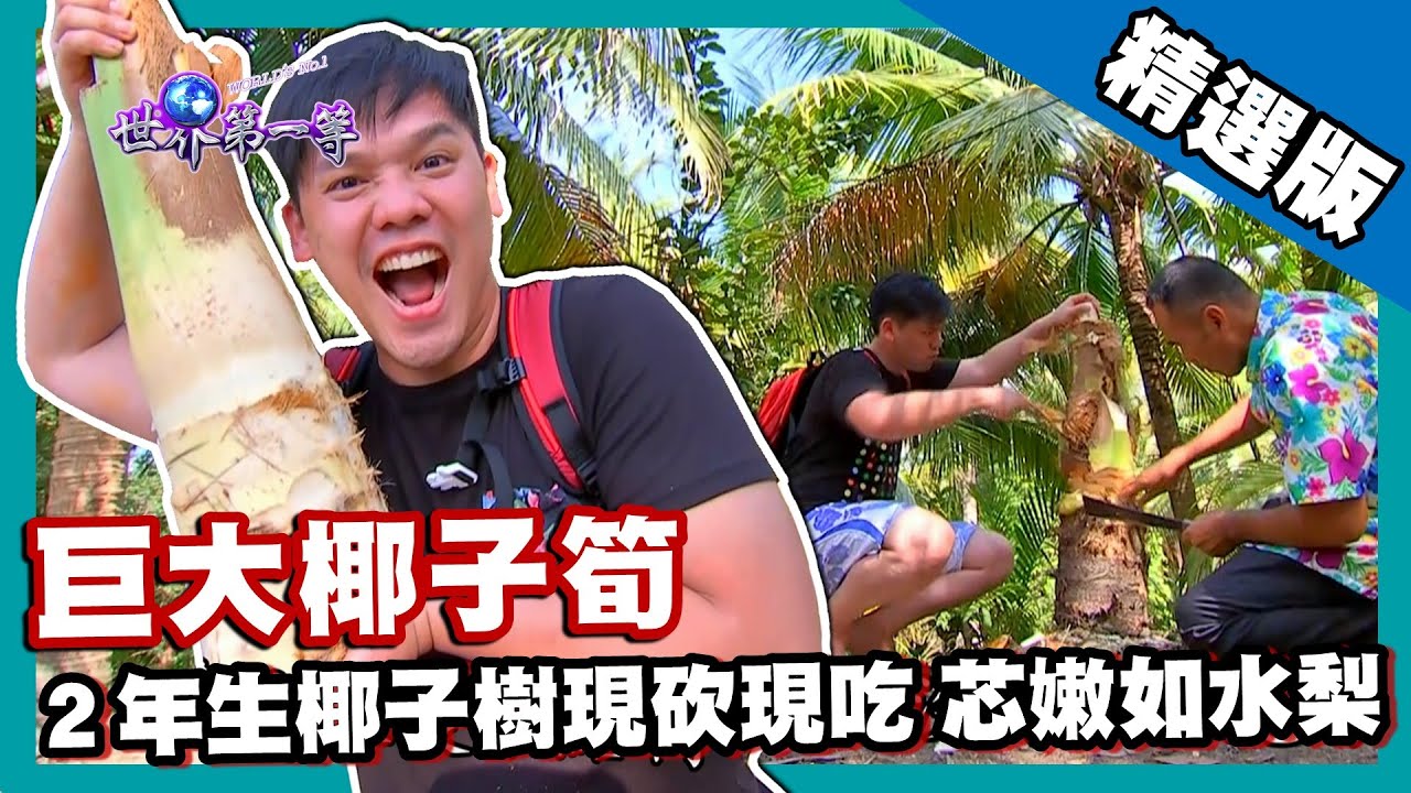 【泰國】珍貴椰子筍一顆椰樹僅能產一根 現砍現吃樹芯味美如水梨｜《世界第一等》753集精華版