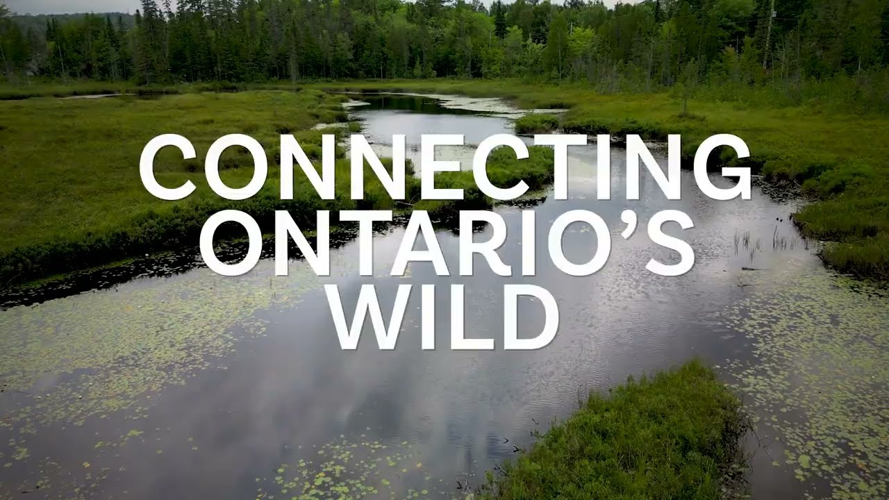 Connecting Ontario&rsquo;s Wild: The Role of Ecological Corridors