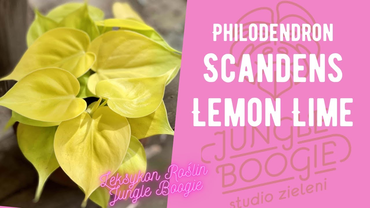 Philodendron Scandens Lemon Lime-limonkowe serca dla każdego, czyli jak pielęgnować, dbać i podlewać