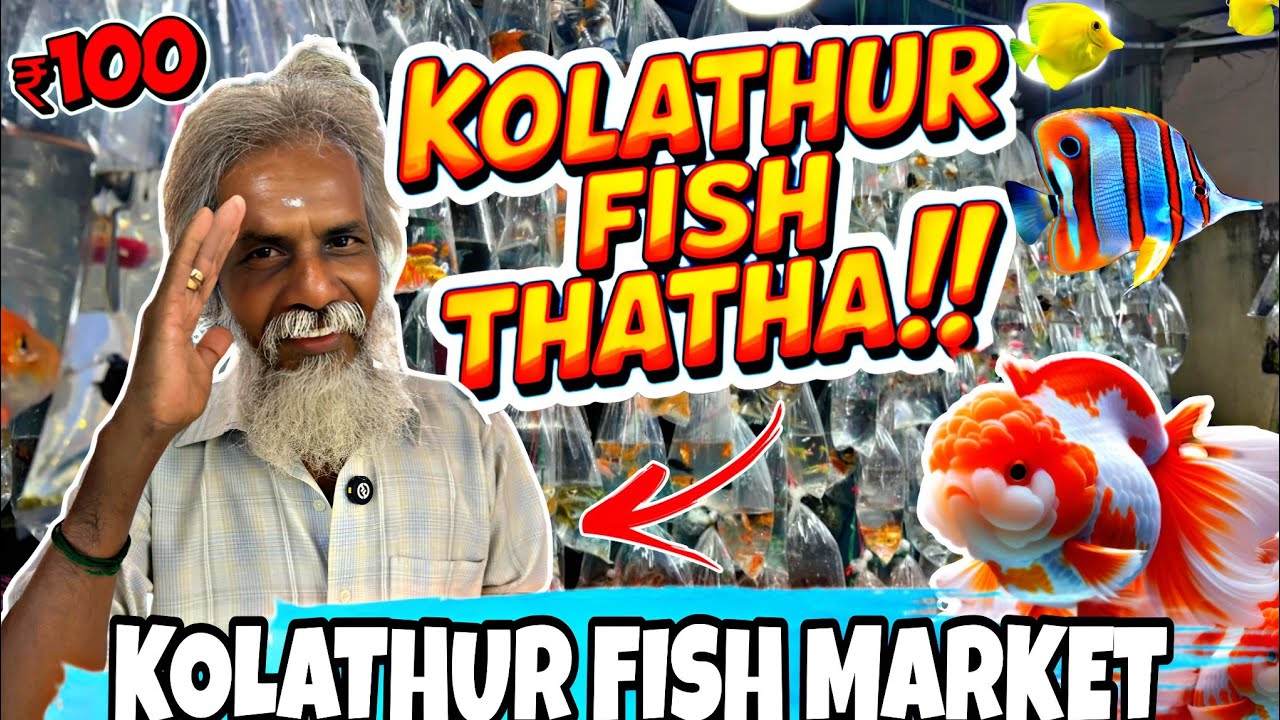 Самые дешевые аквариумные рыбки в Ченнаи ‼️🐠 Подробная информация о ценах🤠Упаковка рыбок🫰🏻
