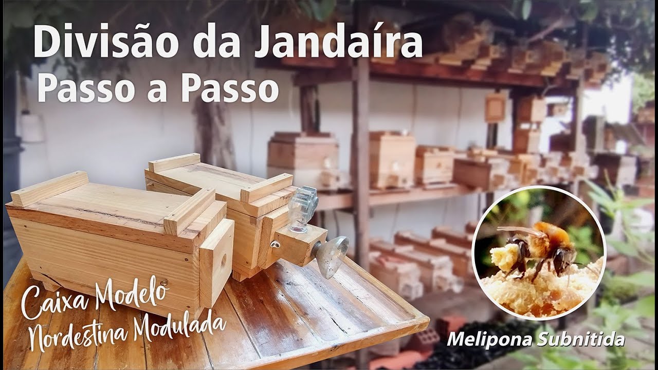 Divisão da Abelha Jandaíra Passo a Passo