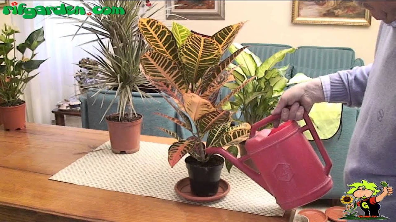 Watering and fertilizing houseplants in winter