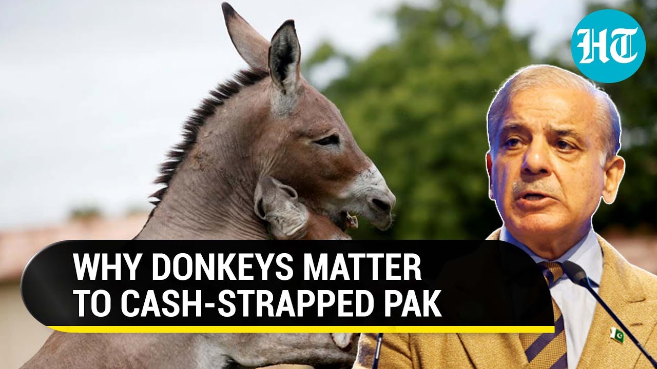 Why Rise In Donkey Population Is A Good News For 'Bankrupt' Pakistan