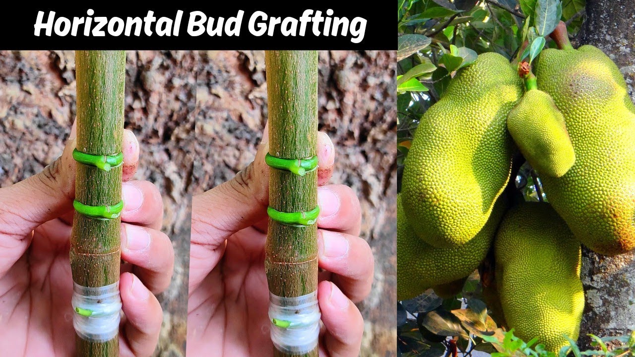Jackfruit Bud grafting technique| Horizontal !! how to graft jackfruit tree