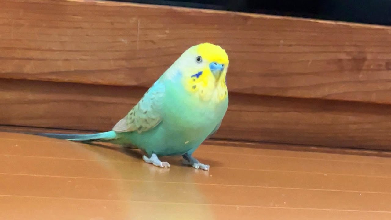 無言のアピールをする 拗ねてしまったインコ