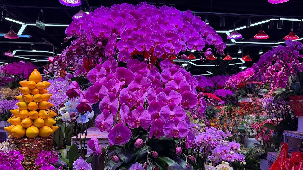 花花世界……