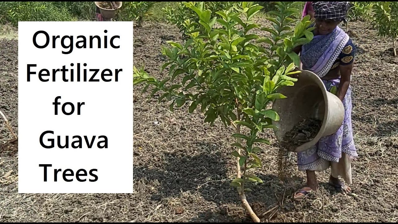 How to apply Organic Fertilizer for Guava tree / Organic Fertilizer  Application / Guava Cultivation