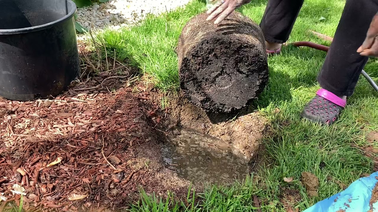 My steps in planting my limelight hydrangea tree