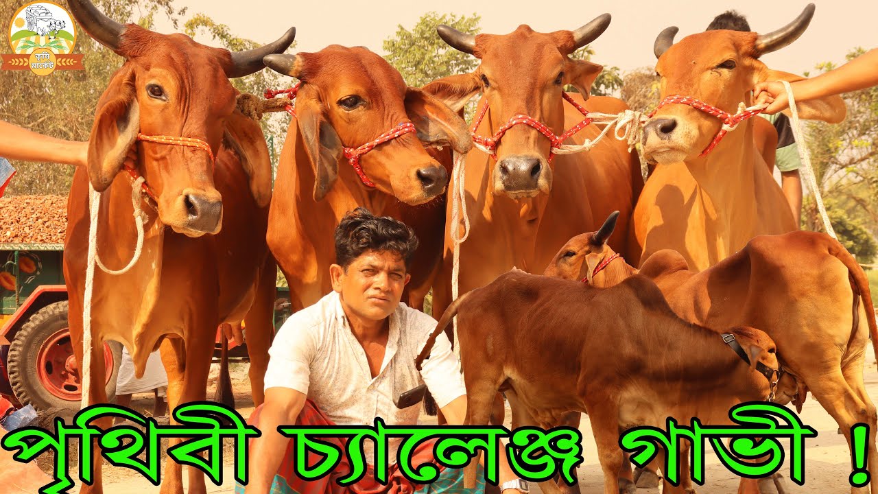 পৃথিবী চ্যালেঞ্জ গীর গাভী ! বড় বড় ব্রাহামা বাচ্চাসহ আমার করা সেরা টিভিতে দেখা গাভীর সমাহার