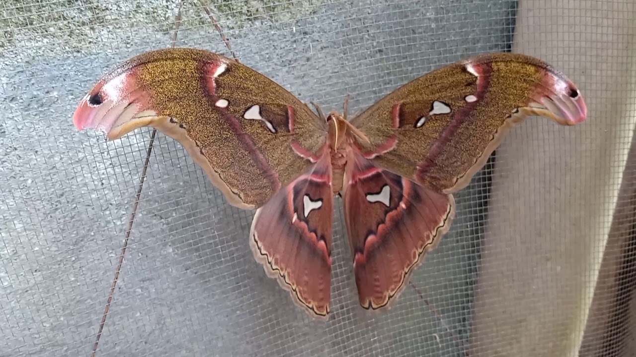 atlas moth lands in the Philippines