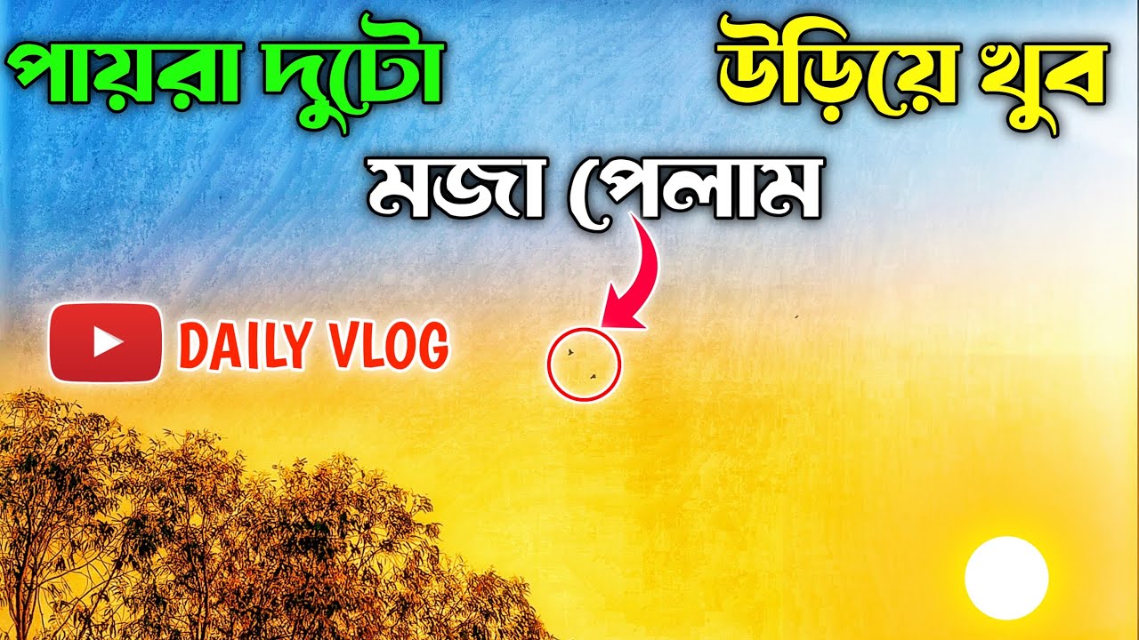 পায়রা দুটো উড়িয়ে খুব মজা পেলাম || 2 Hours+ Pigeon 🐦 Pigeon Lover Raidighi || Best Pigeon 2026 