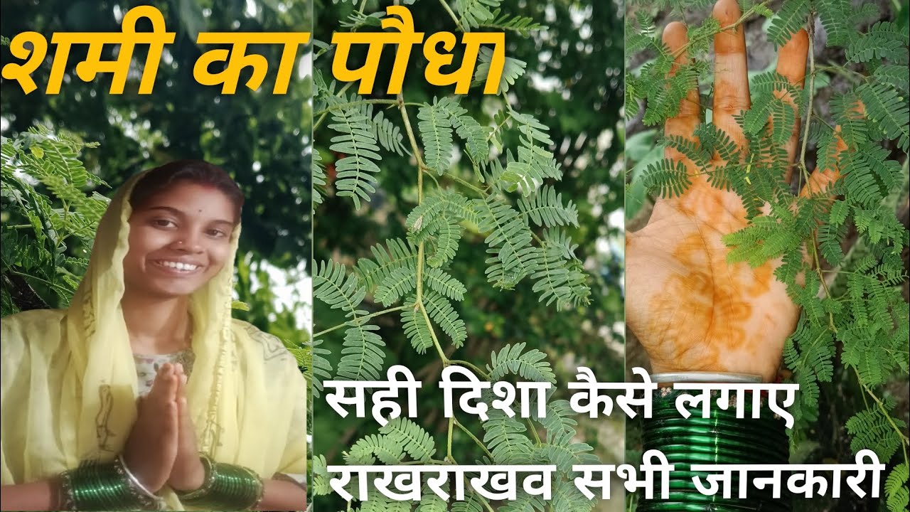 हमारे घर का शमी का पौधा🙏🙏🙏
