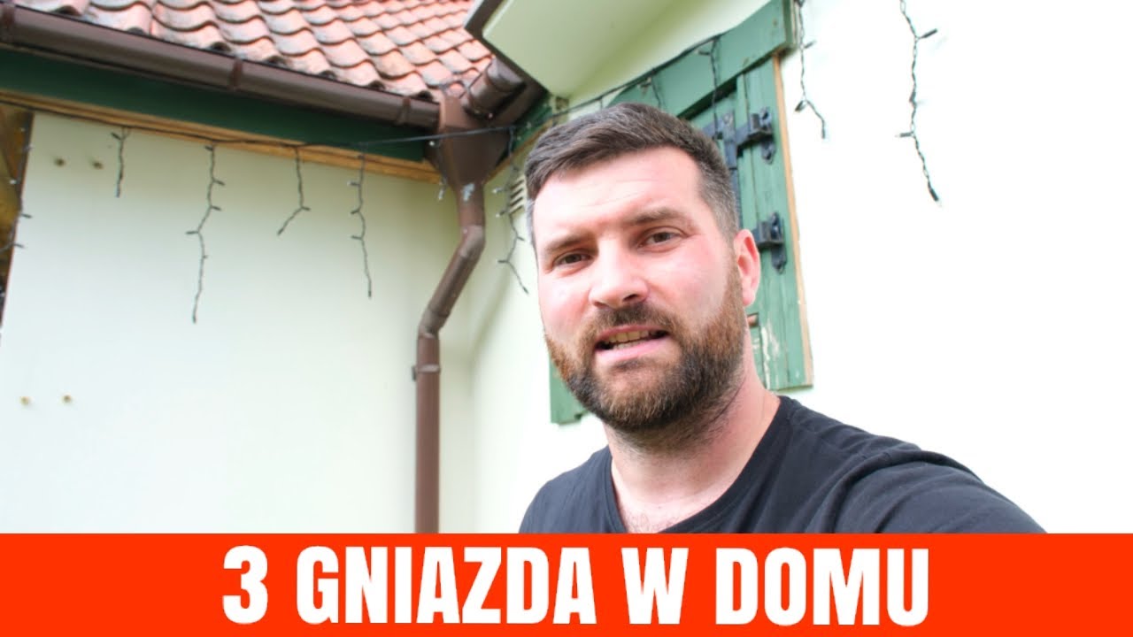 GNIAZDO OS I SZERSZENI W JEDNYM DOMU 043 #pogromca szkodnik&oacute;w #szerszenie #hornet #osy