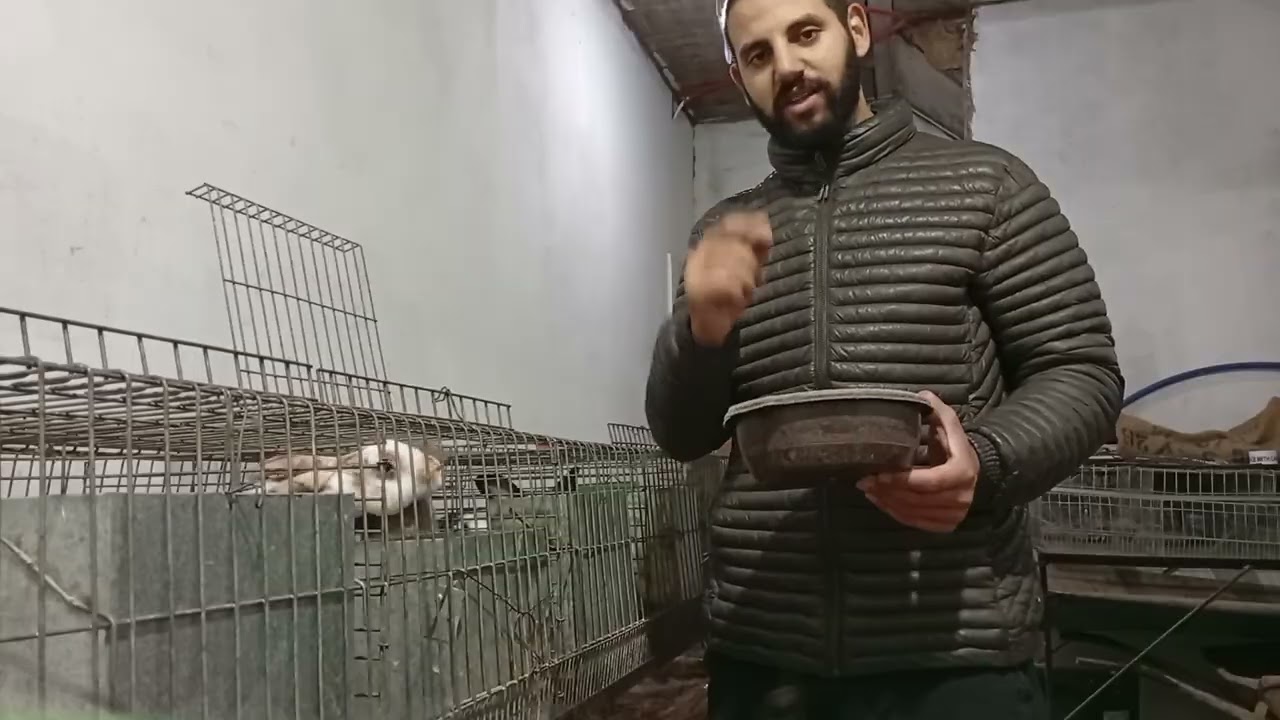 كمية العلف التي يجب تقديمها للأرانب ✅💯 
