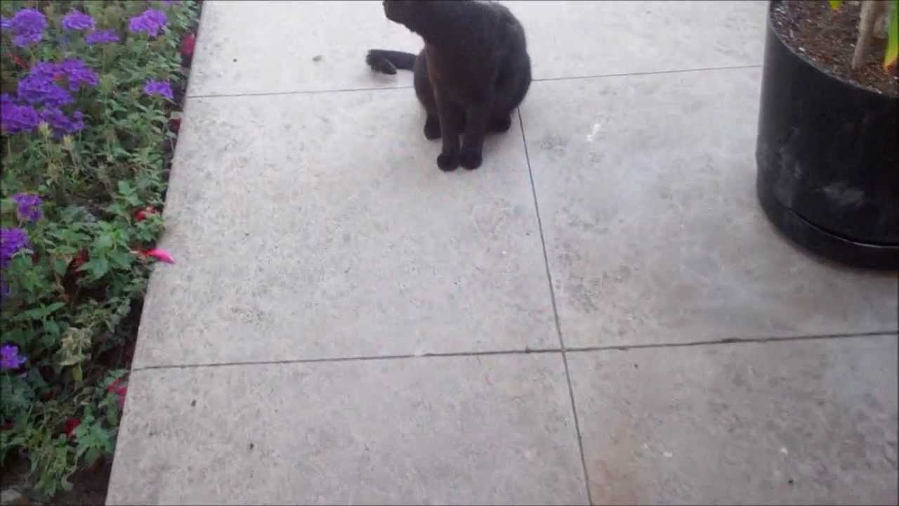And now, A Black Cat Mechanic...