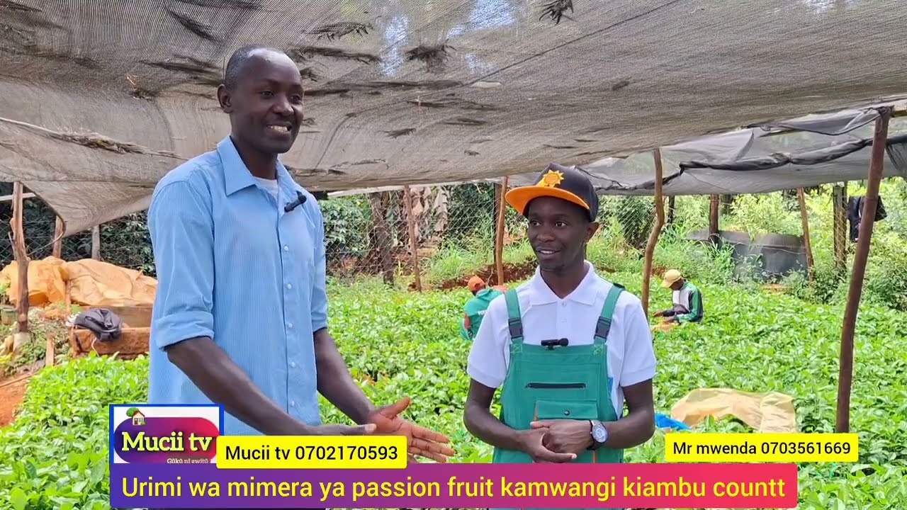 Urimi wa miungurwa ya ndunda (passion fruits) kiambu county...#muciitv 