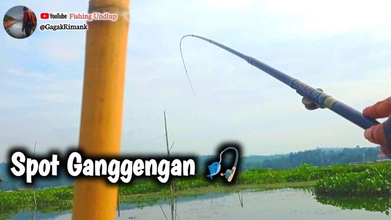 Spot Ganggengan Semurup❗ Rawapening/Mancing Rawa Pening Terbaru.#FU-368