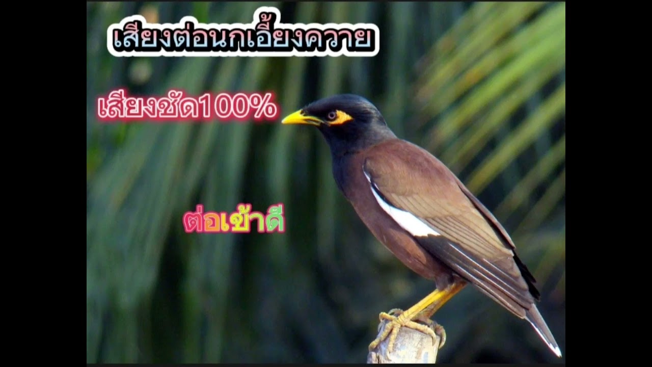 เสียงต่อนกเอี้ยงควาย เสียงชัด100% ต่อเข้าดี#กดติดตาม