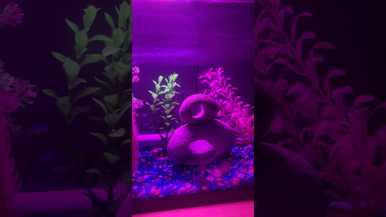 The Ultimate 10 Gallon Aquarium Setup Guide