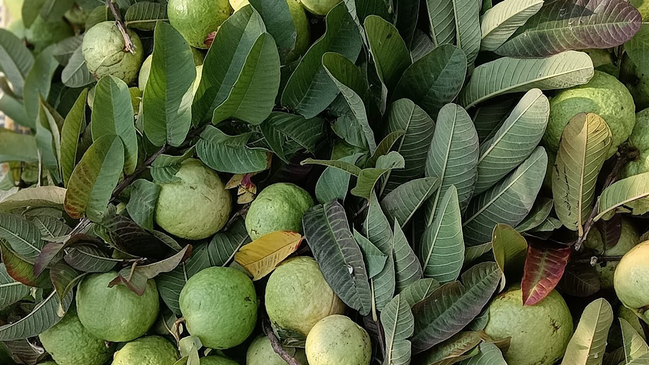 My first vlog🙏harvesting of guava#naturelovers 