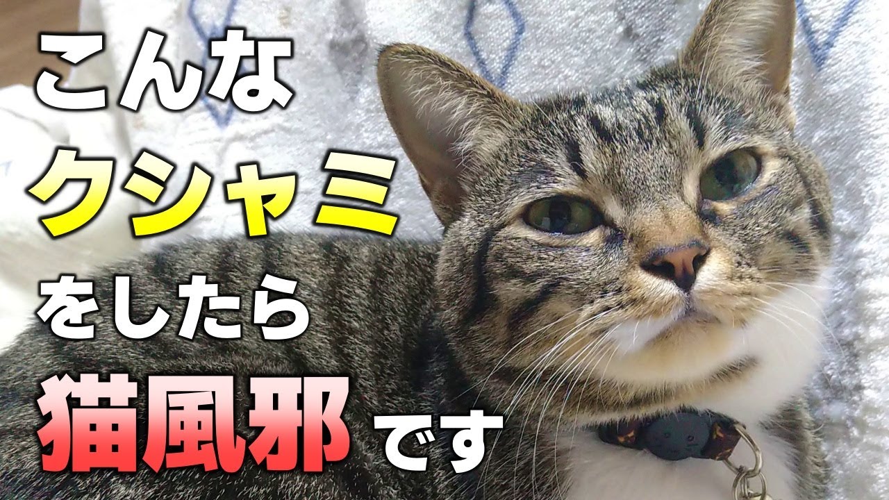 クシャミ連発！猫風邪を見極める5つのポイントと対処法や予防法