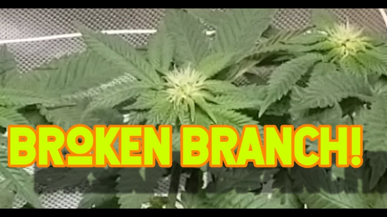 Seed Project 1-26: A broken branch!
