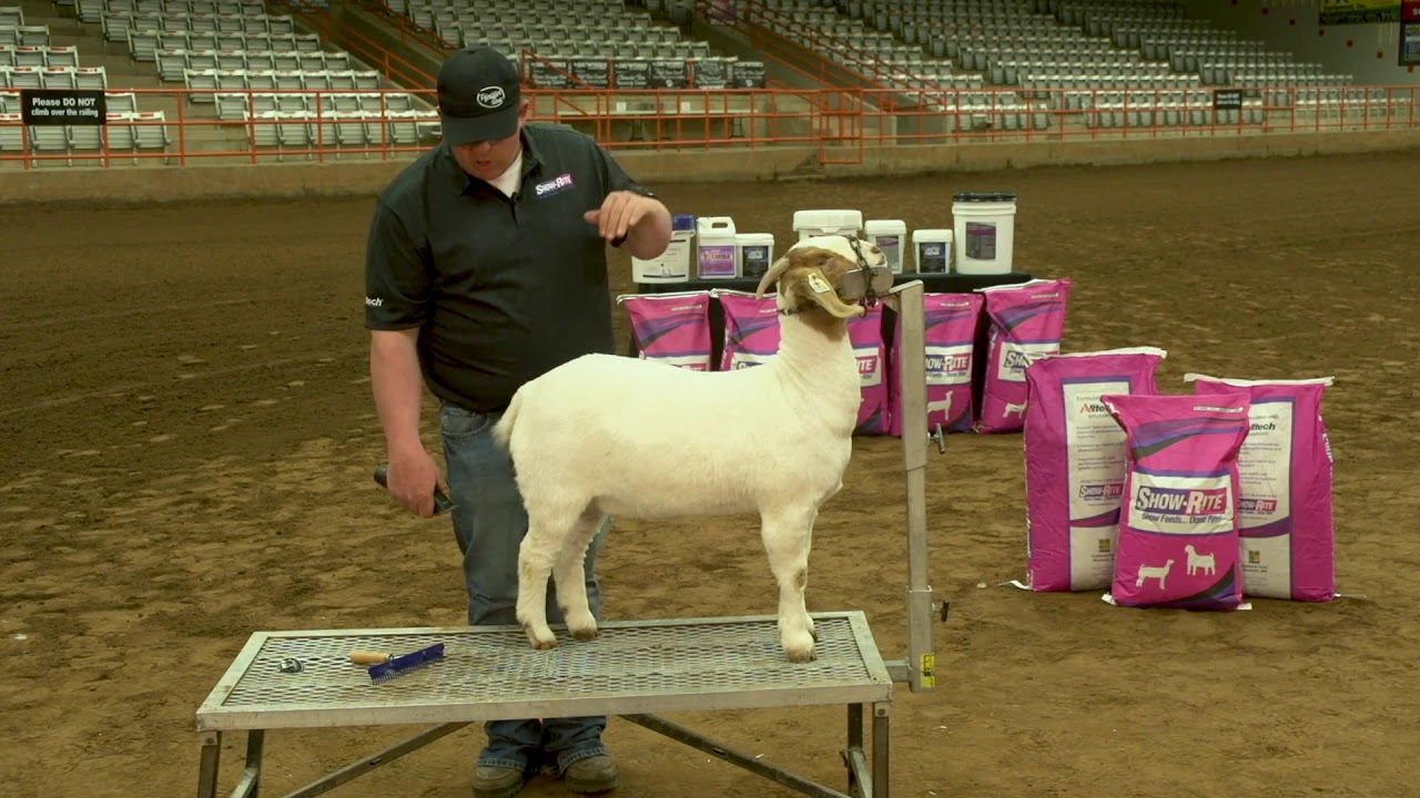 Show Goat Clipping