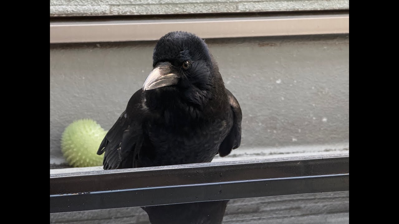 ☆ももロクお世話ライブ🐦‍⬛🐦‍⬛✨☆ 26/1/18