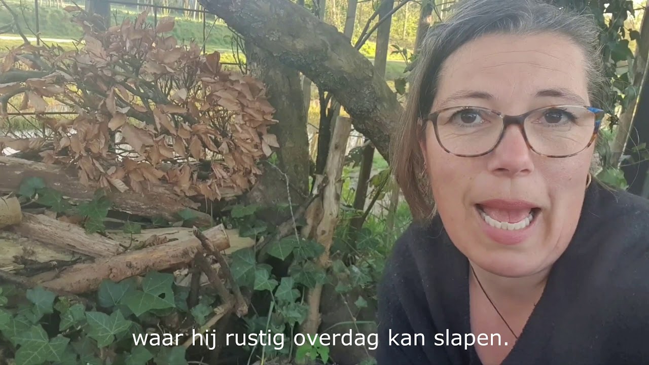 Onkruidchallenge - Tip 7: Egels in je tuin