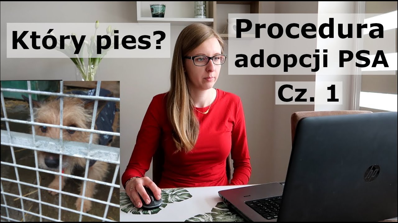 Procedura adopcji psa ze schroniska krok po kroku cz. 1 - szukamy psa dla nas | Adopcja psa #2