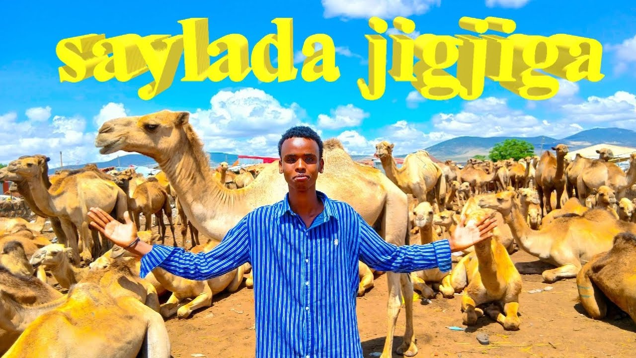Suuqa xoolaha jigjiga | sida xoolaha loogu kala iibsado