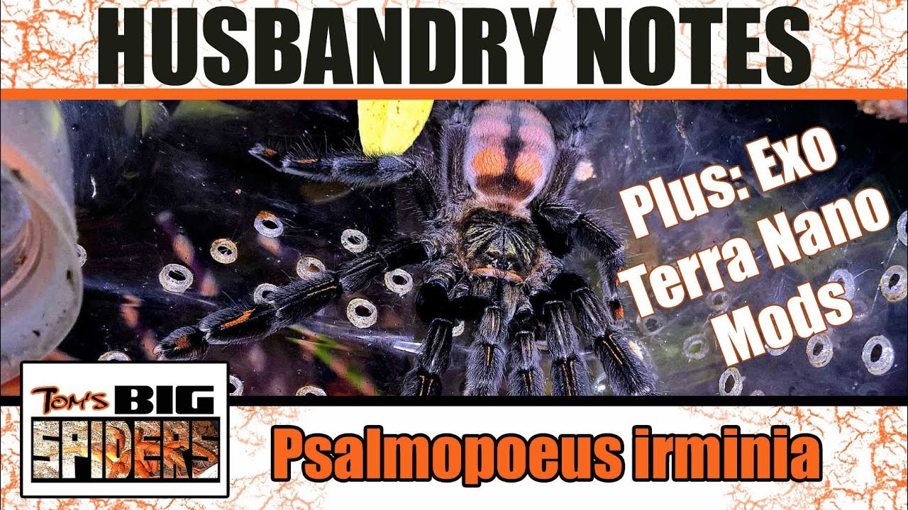 Psalmopoeus irminia (Venezuelan suntiger) Care and Rehousing (with Exo Terra Mod)