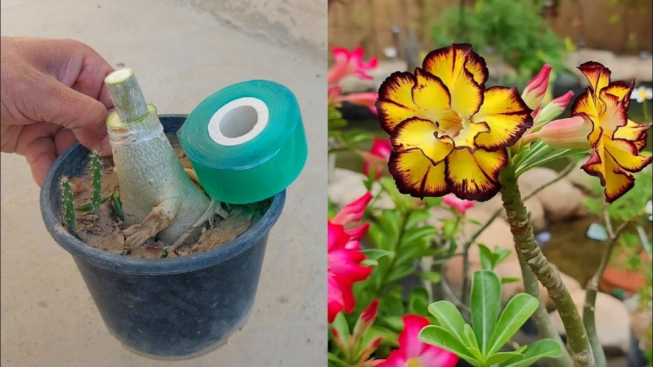 simple Method To Graft Adenium Plant | Desert Rose Grafting 