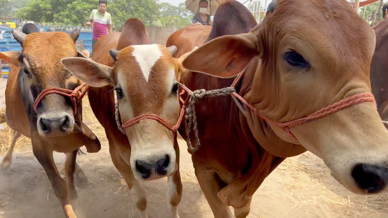 cow unloading cow videos cow video big cow goru hamba cow 598