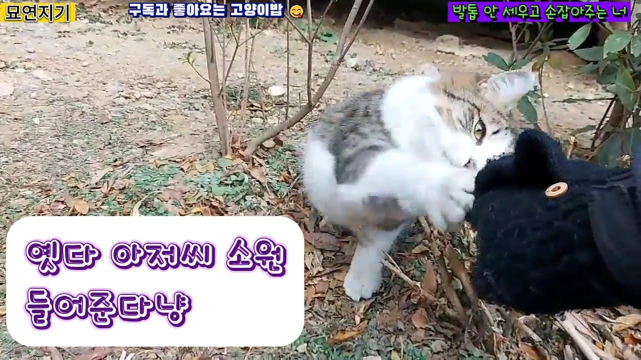 발톱 안 세우고 손 잡아주는 너 #묘연지기 #고양이 #길냥이밥주기