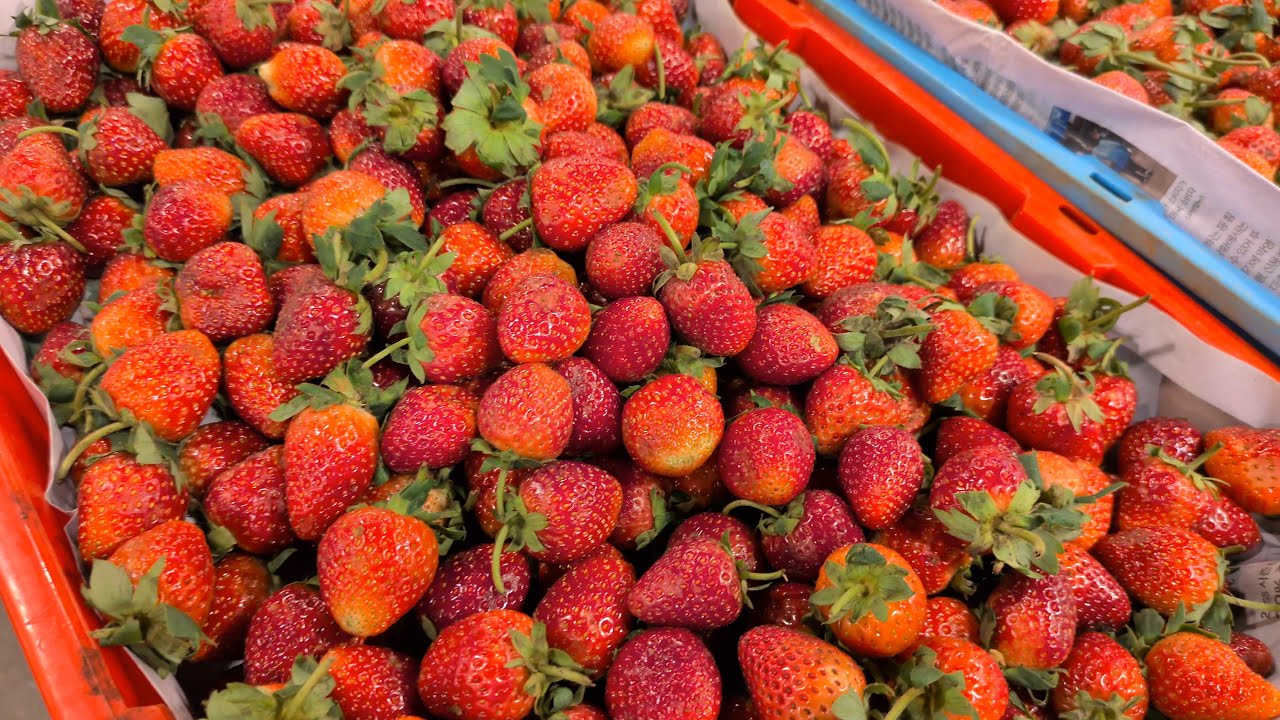 素敵なパタヤのローカル市場が楽しすぎる！｜Pattaya Street Fruit Market｜ผลไม้พัทยา สด อร่อยมาก!