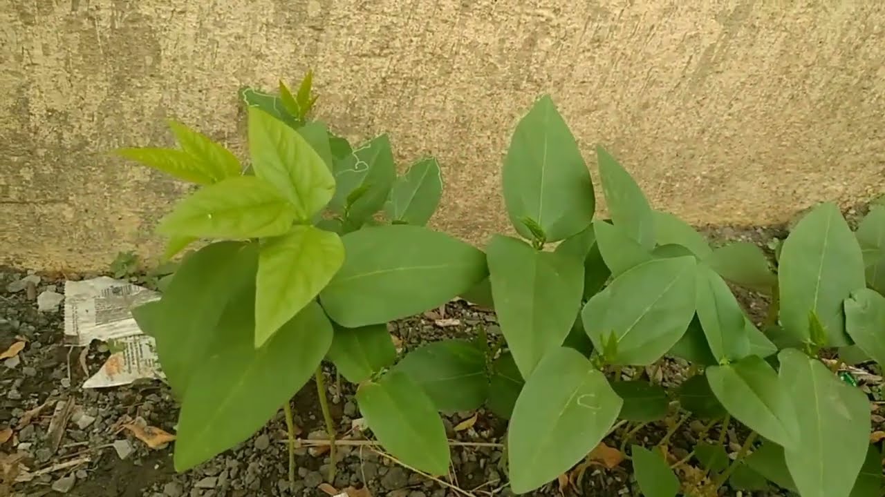 Growing Long Beans 17 days time lapse