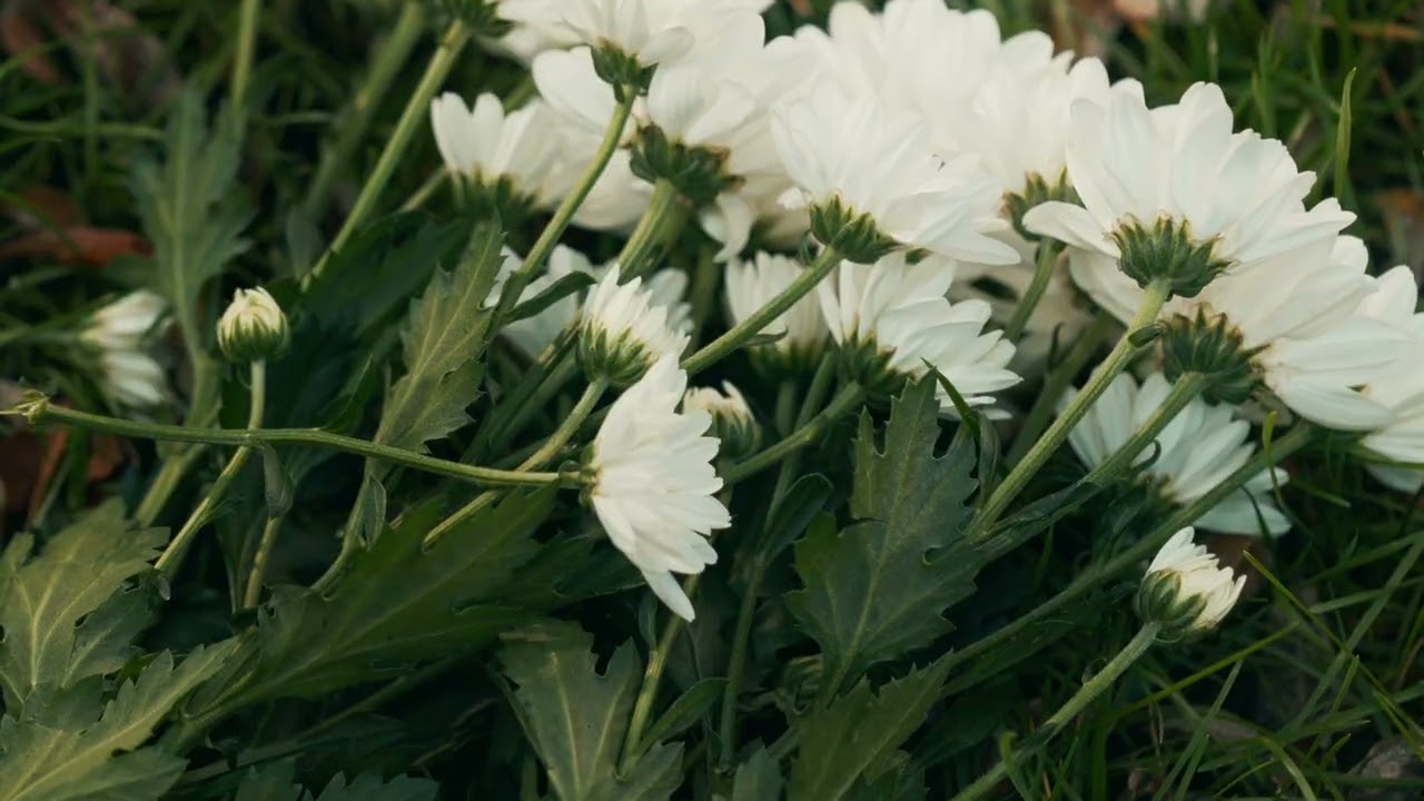 Benji & Fede - Daisy (Visual Video)