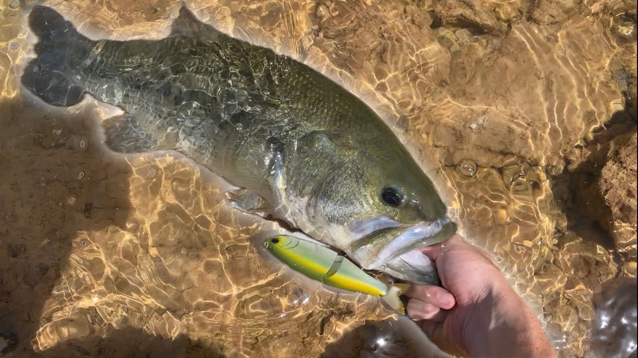 Increíble Como Pesca Este Swimbait / Swimbait Republic