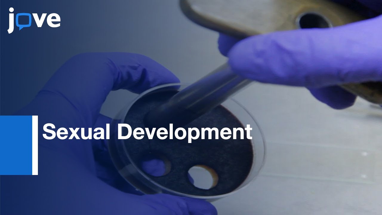 Sexual Development & Ascospore Discharge In Fusarium graminearum l Protocol Preview